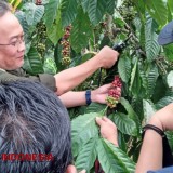 Jadi Komoditas Primadona, Produksi Kopi Perlu Terus Didorong