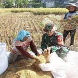 Babinsa Dampingi Petani Panggungrejo Blitar, Pastikan Panen Lancar dan Harga Gabah Stabil