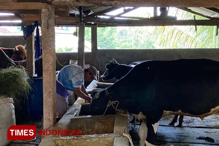 Sebaran Penyakit Hewan Kurban di Kota Malang Capai 803 Kasus, Cacing Hati Paling Dominan