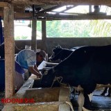 Sebaran Penyakit Hewan Kurban di Kota Malang Capai 803 Kasus, Cacing Hati Paling Dominan