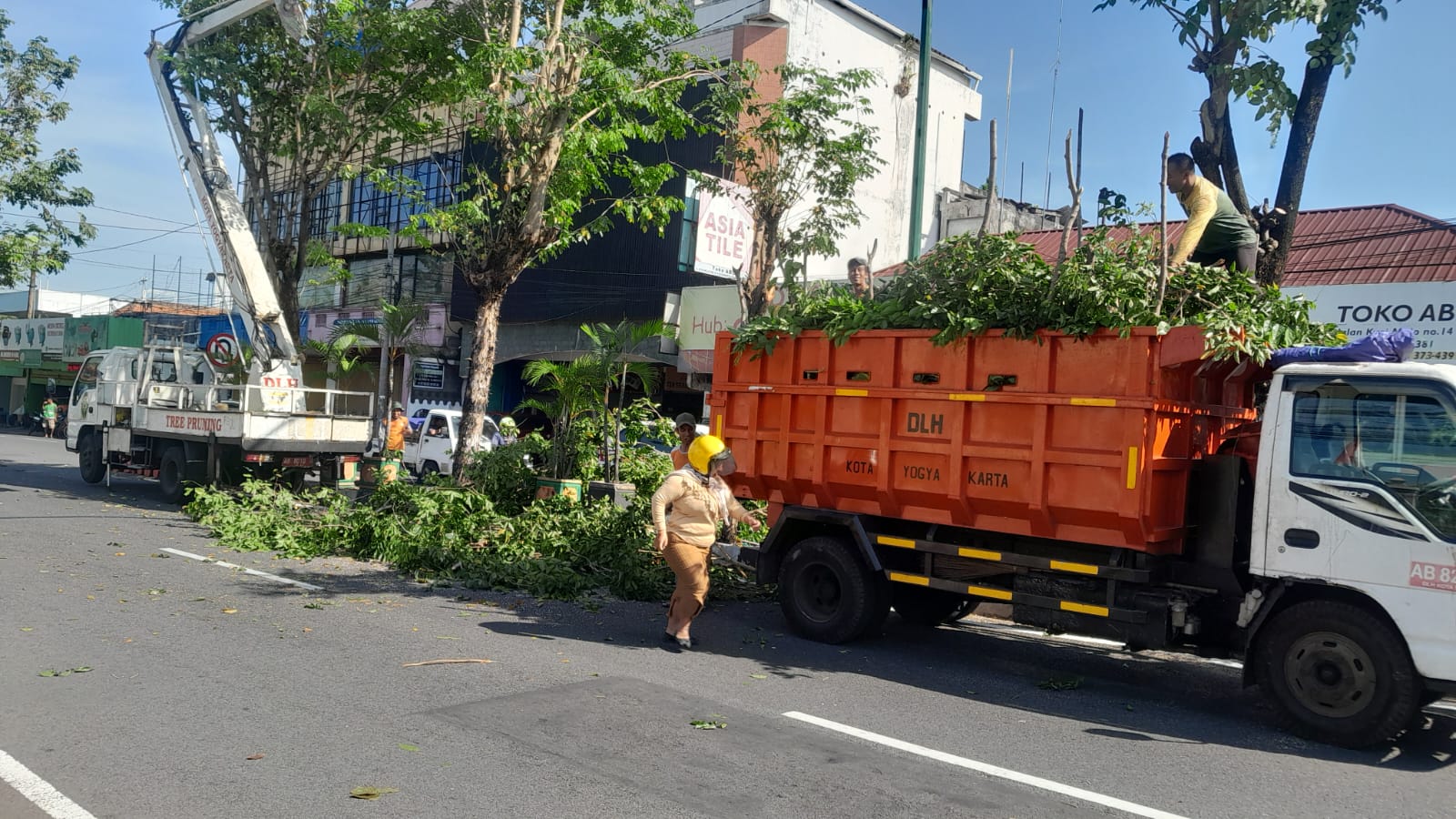 Jelang Musim Hujan Tiba, Pemkot Yogyakarta Siapkan Tim Khusus Cegah Pohon Tumbang