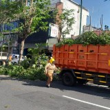 Jelang Musim Hujan Tiba, Pemkot Yogyakarta Siapkan Tim Khusus Cegah Pohon Tumbang