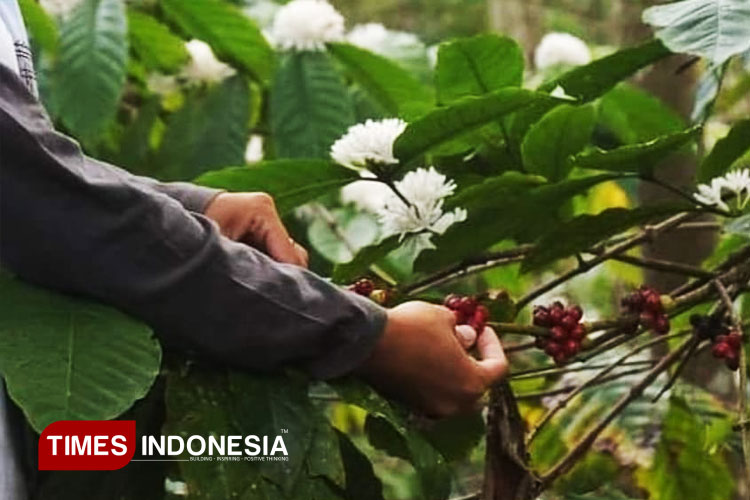 Ilustrasi tanaman kopi. (FOTO: ist/TIMES Indonesia)