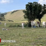 Rencana Tanam Alpukat di Savana Kawah Wurung Bondowoso Batal, Perhutani Akui Salah Lokasi